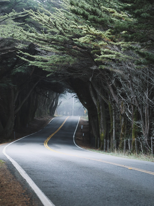 Photo of a road with cypress trees overhanging to form an arch.